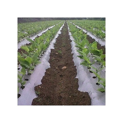 Мулч сребърно черен 20 микрона ширина 1 м. х 100м. 